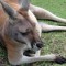 More Reasons Why You Should Retire in Australia